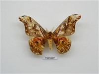 藏品(蛾的防衛)的圖片